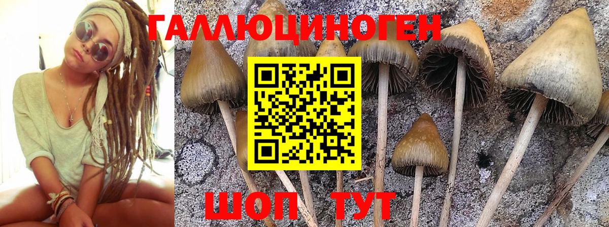 Псилоцибиновые грибы GOLDEN TEACHER  Галлюциногенные грибы GOLDEN TEACHER  Строитель  Вход с VPN 