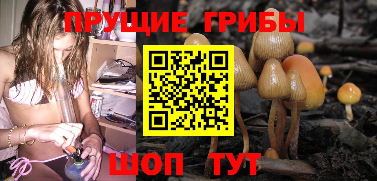 Псилоцибиновые грибы Psilocybe Строитель